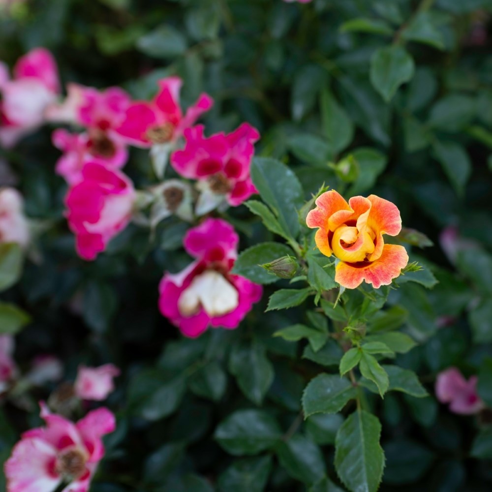 <i>Rosa</i> <b class=small-caps>Sunshine Babylon Eyes</b> ('Intereybabnus') | Shrub Rose