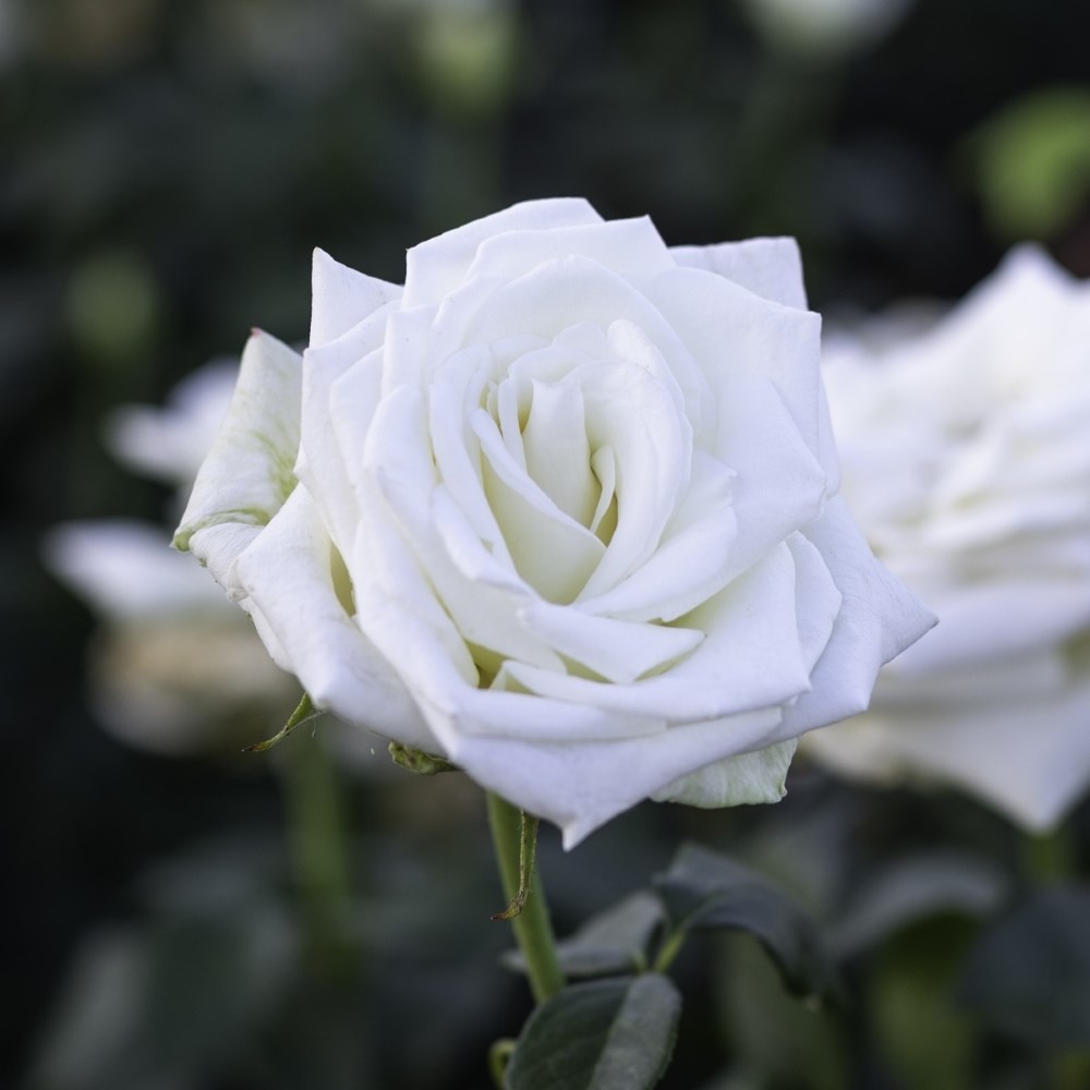 <i>Rosa</i> Boeing | Hybrid Tea Rose