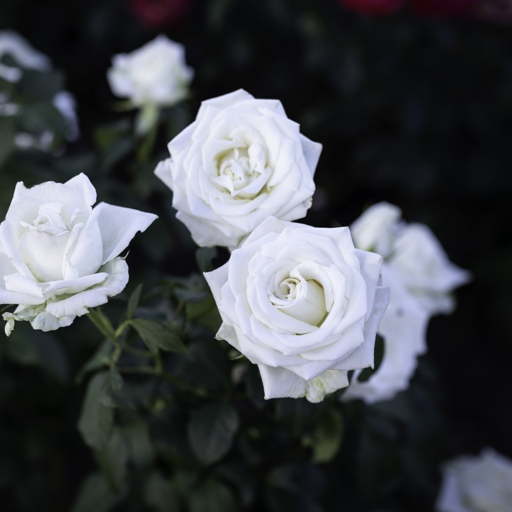 <i>Rosa</i> Boeing | Hybrid Tea Rose