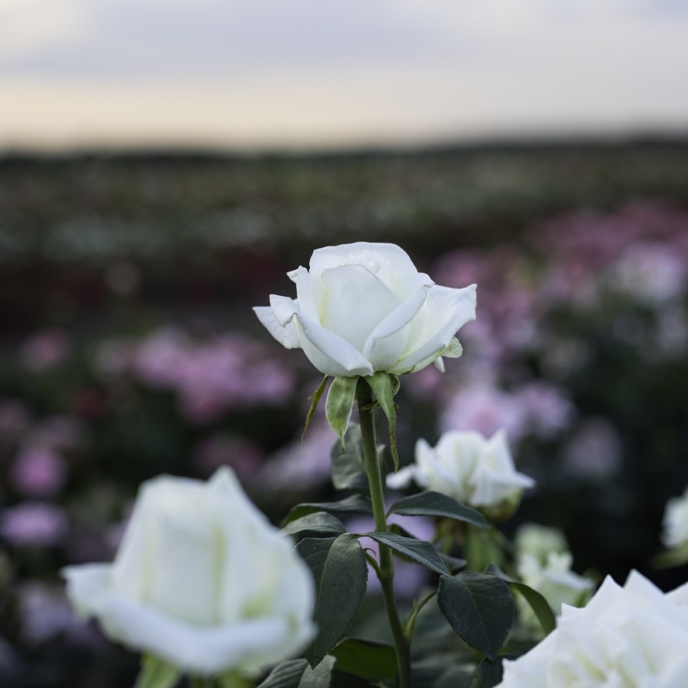 <i>Rosa</i> Boeing | Hybrid Tea Rose
