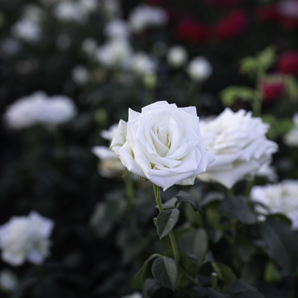 <i>Rosa</i> Boeing | Hybrid Tea Rose
