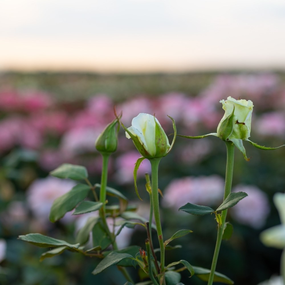 <i>Rosa</i> Boeing | Hybrid Tea Rose