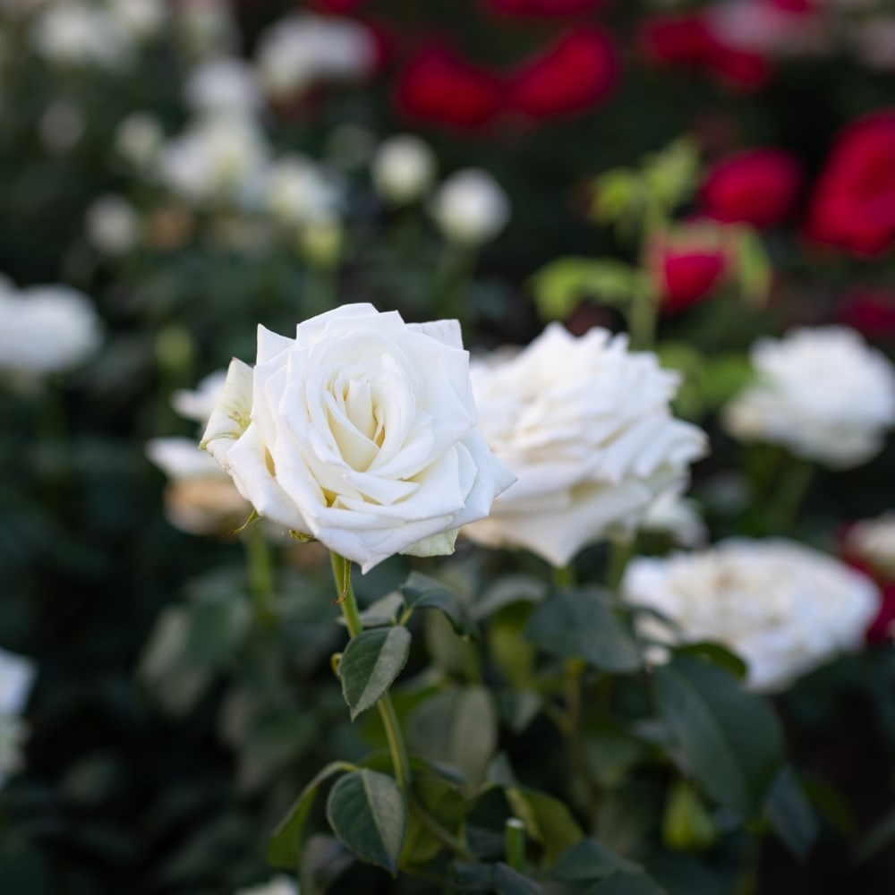 <i>Rosa</i> Boeing | Hybrid Tea Rose