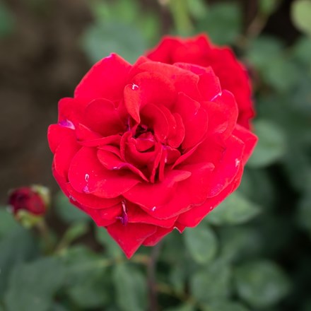 Rosa Edith Piaf ('Meinical')