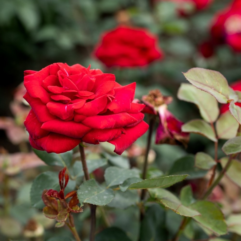 <i>Rosa</i> <b class=small-caps>Edith Piaf</b> ('Meinical') | Hybrid Tea Rose