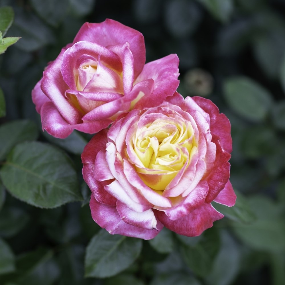<i>Rosa</i> <b class=small-caps>Love & Peace</b> ('Baipeace') | Hybrid Tea Rose