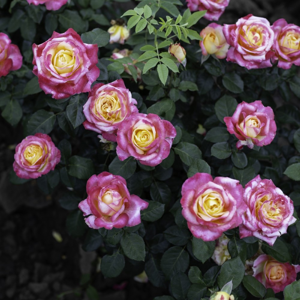<i>Rosa</i> <b class=small-caps>Love & Peace</b> ('Baipeace') | Hybrid Tea Rose