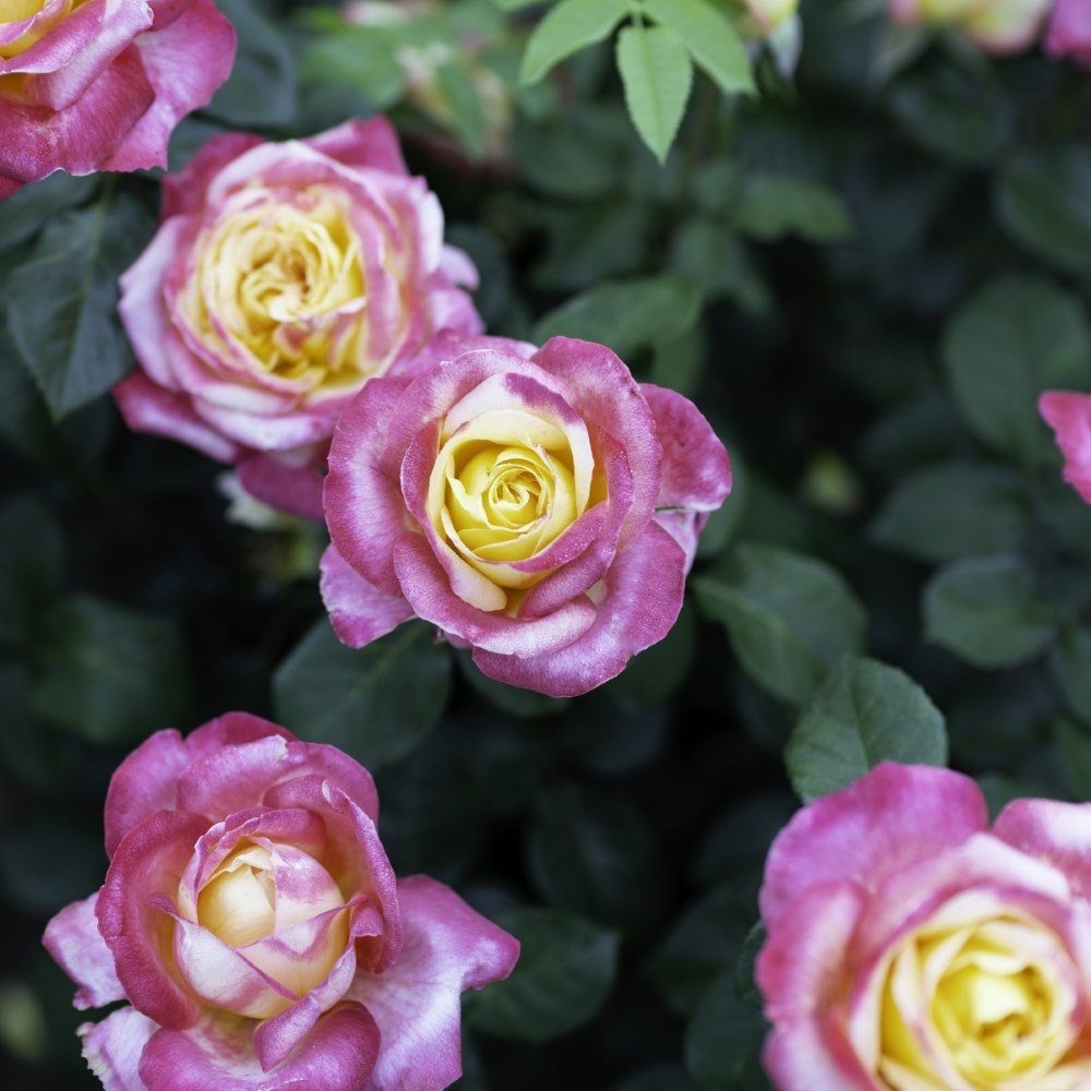 <i>Rosa</i> <b class=small-caps>Love & Peace</b> ('Baipeace') | Hybrid Tea Rose