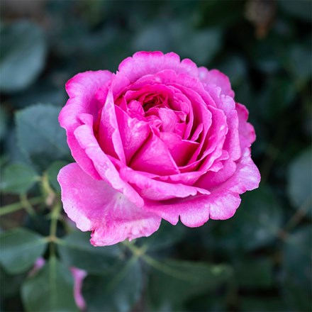 Rosa Royal Brompton Rose ('Meivildo') (HT)