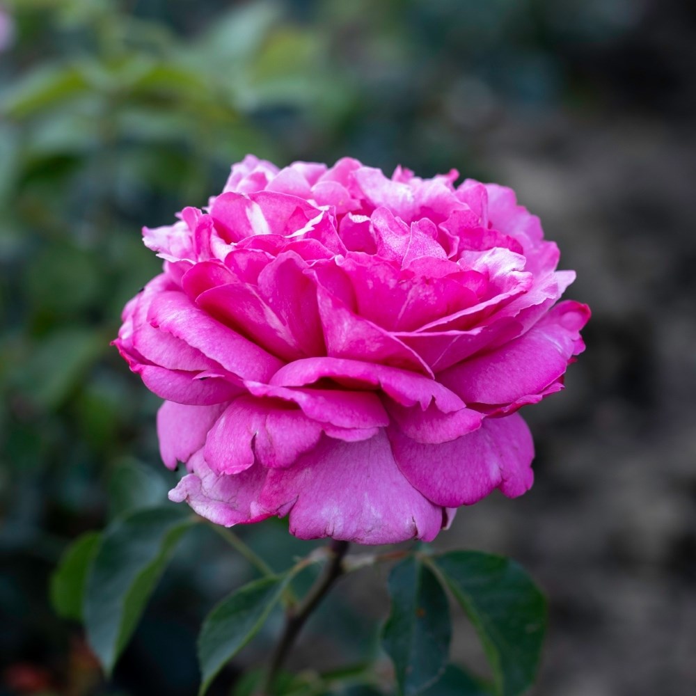<i>Rosa</i> <b class=small-caps>Royal Brompton Rose</b> ('Meivildo') | Hybrid Tea Rose