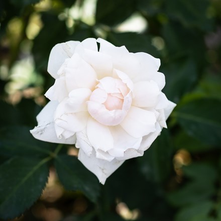 Rosa Crème Chantilly ('Meiradena')