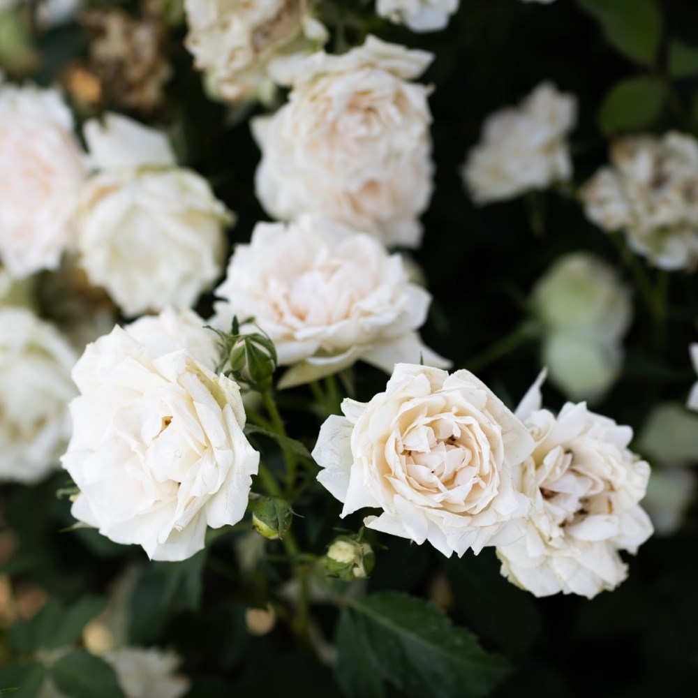 <i>Rosa</i> <b class=small-caps>Crème Chantilly</b> ('Meiradena') | Floribunda Shrub Rose