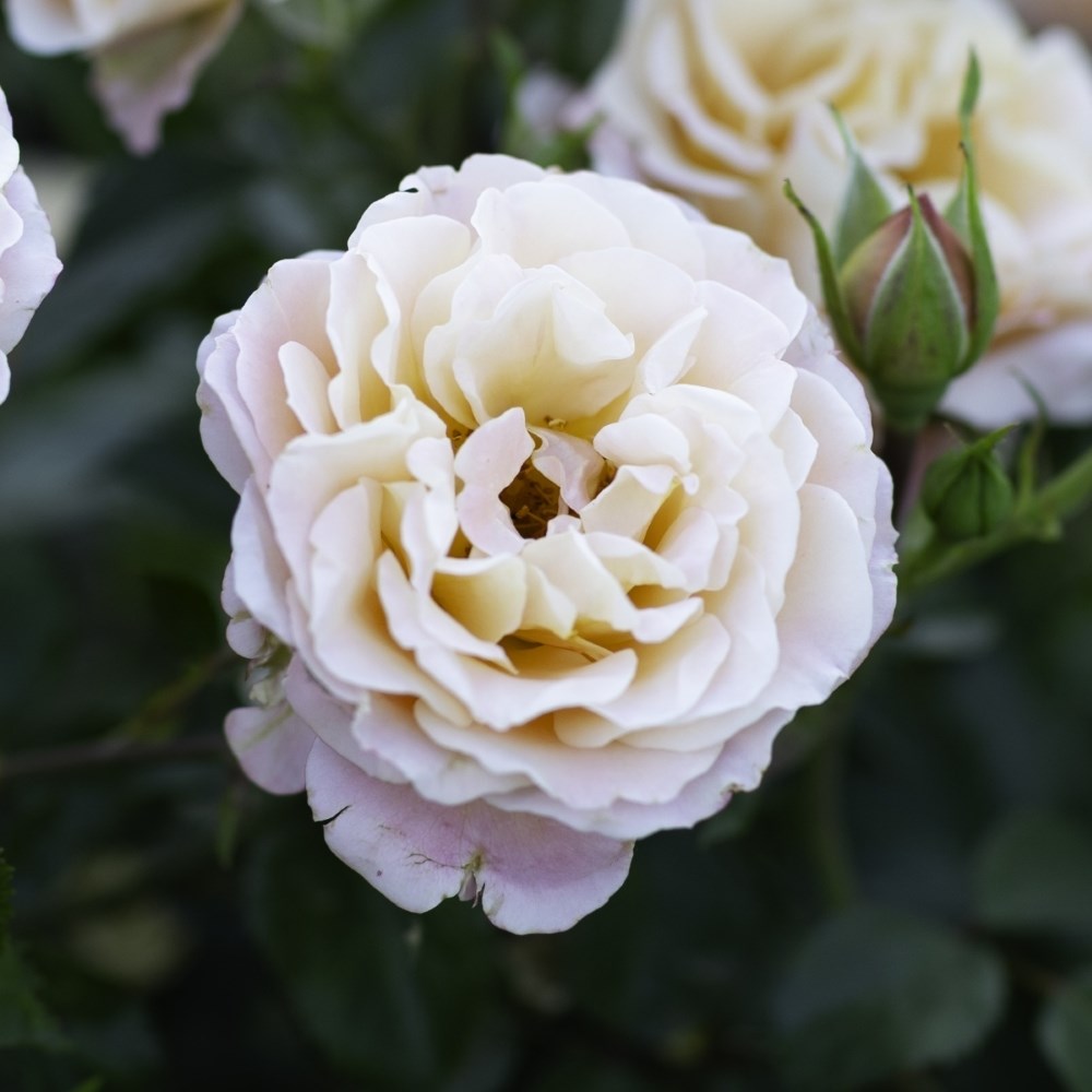 <i>Rosa<i> Rekord Cubana | Shrub Rose