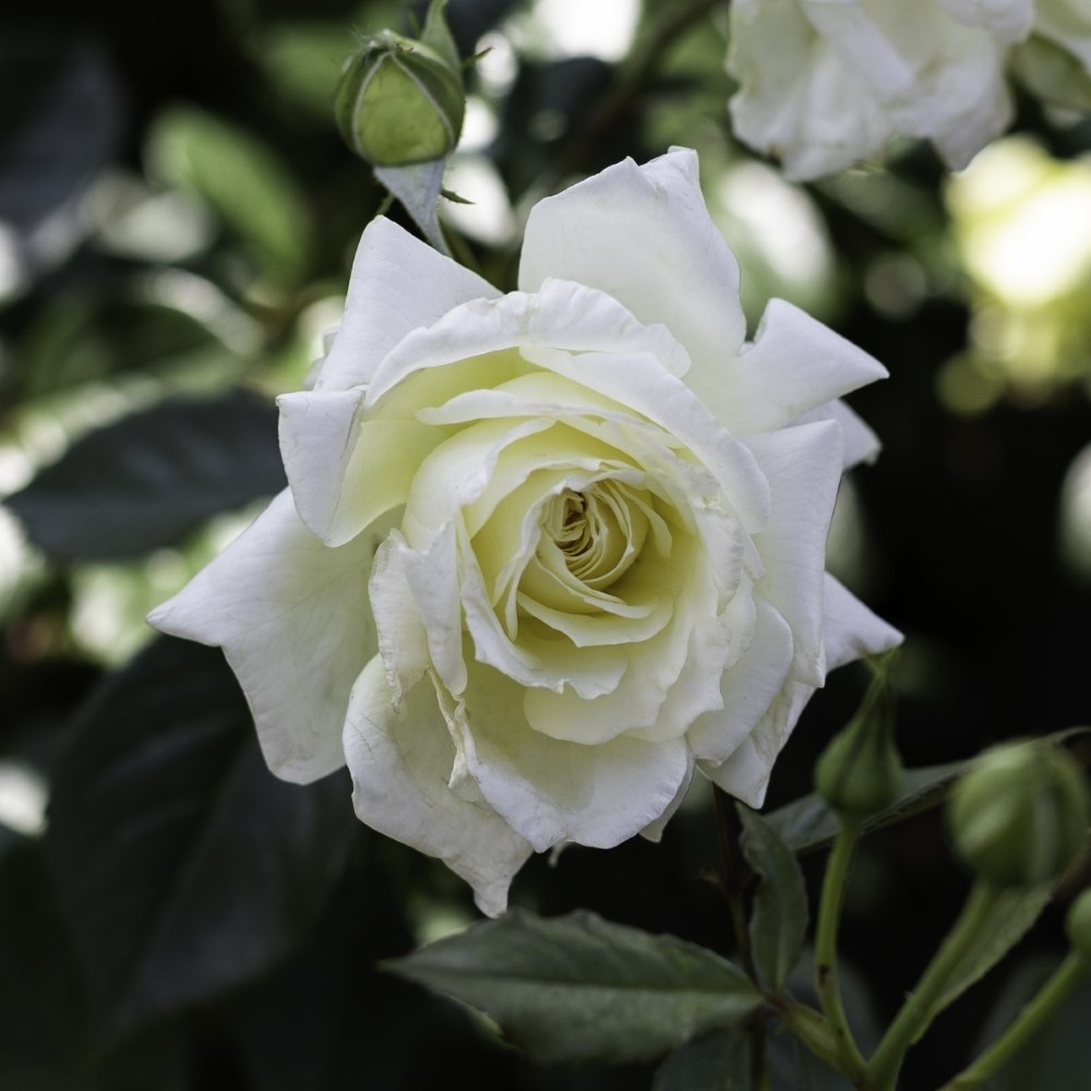 <i>Rosa</i> <b class=small-caps>Elfe<b> ('Tanelfe') | Hybrid Tea Rose