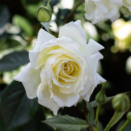 Rosa Elfe ('Tanelfe') | Climbing Hybrid Tea Rose