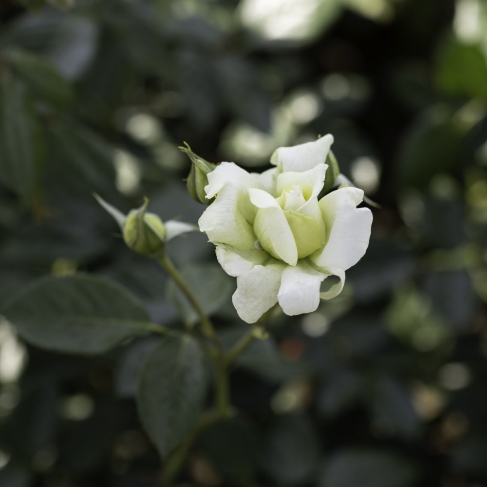 <i>Rosa</i> <b class=small-caps>Elfe<b> ('Tanelfe') | Hybrid Tea Rose