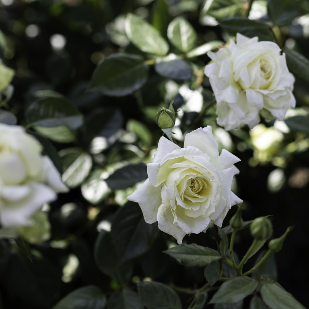 <i>Rosa</i> <b class=small-caps>Elfe<b> ('Tanelfe') | Hybrid Tea Rose