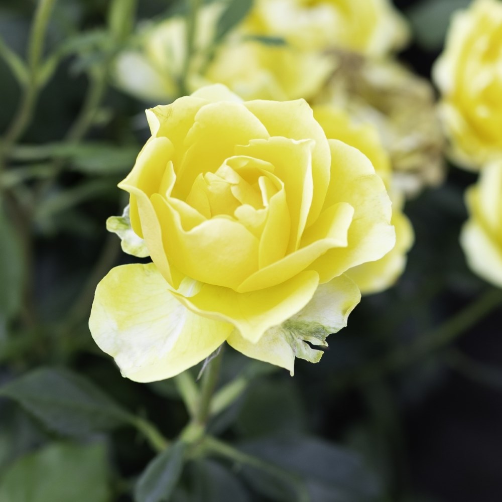 <i>Rosa</i> <b class=small-caps>Gold Reef</b> ('Pouldom') | Bush Rose
