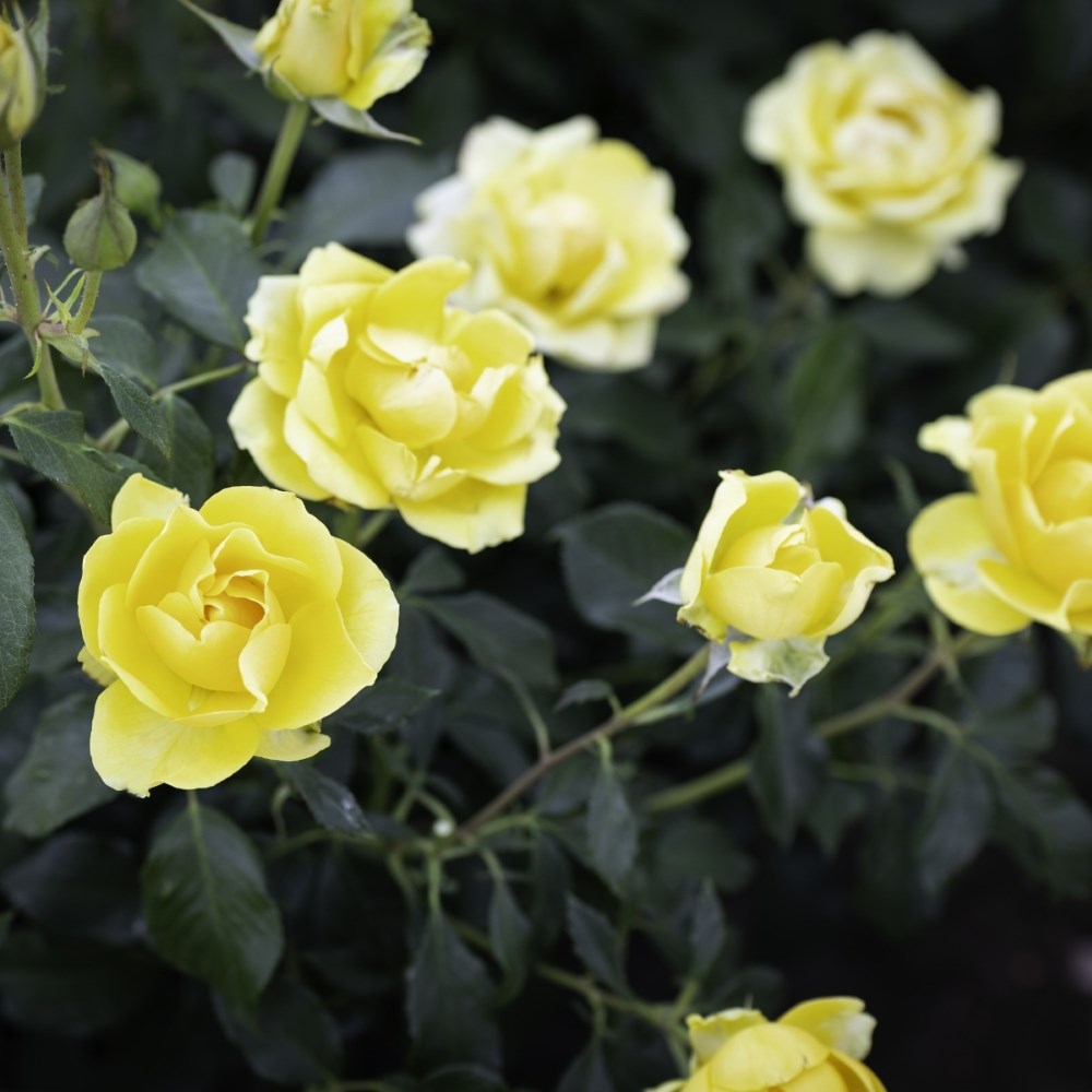<i>Rosa</i> <b class=small-caps>Gold Reef</b> ('Pouldom') | Bush Rose