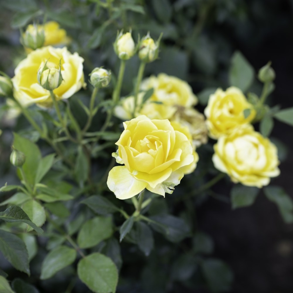 <i>Rosa</i> <b class=small-caps>Gold Reef</b> ('Pouldom') | Bush Rose