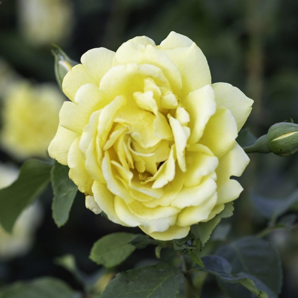 <i>Rosa</i> <b class=small-caps>Golden Gate</b> ('Korgolgat') | Hybrid Tea Climbing Rose