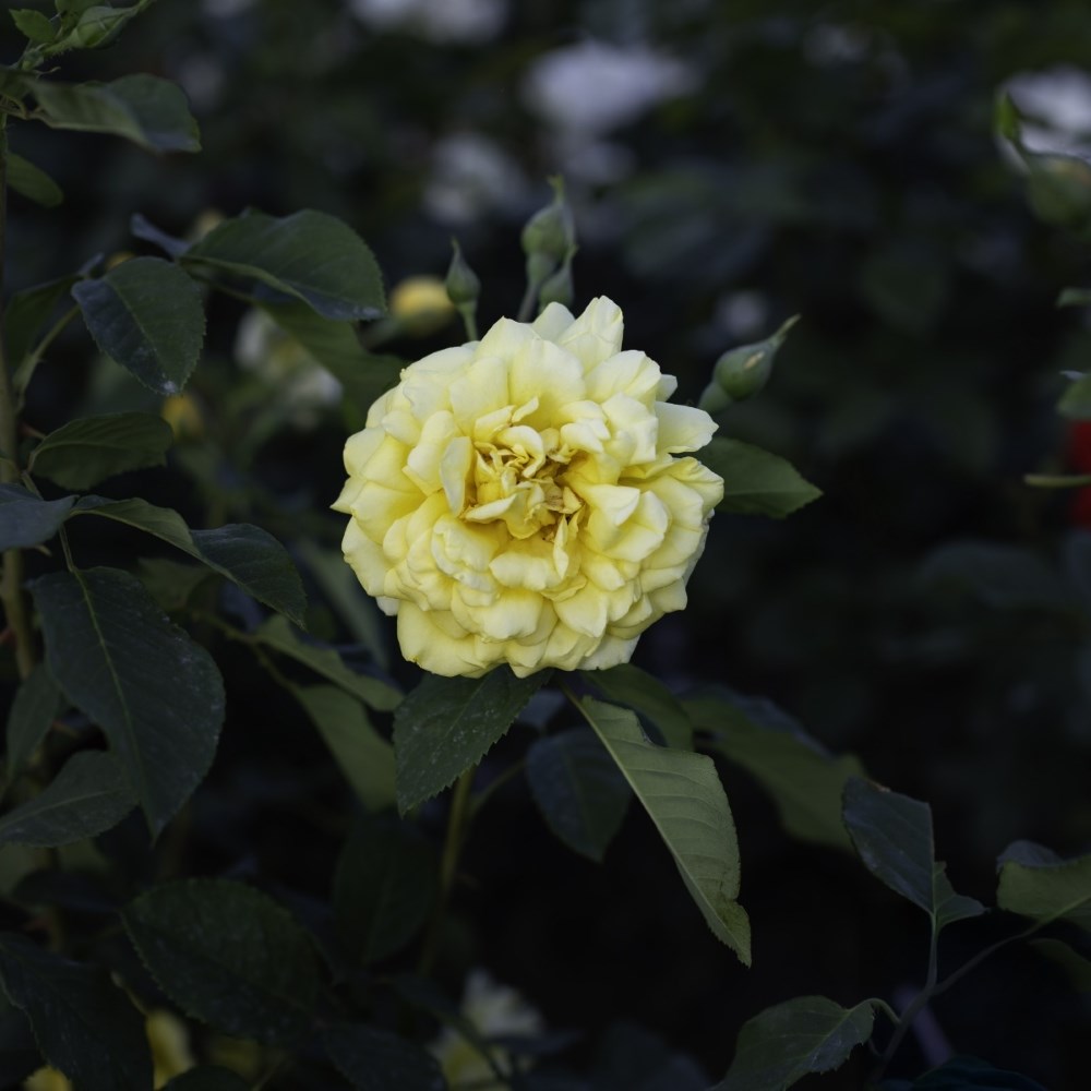 <i>Rosa</i> <b class=small-caps>Golden Gate</b> ('Korgolgat') | Hybrid Tea Climbing Rose