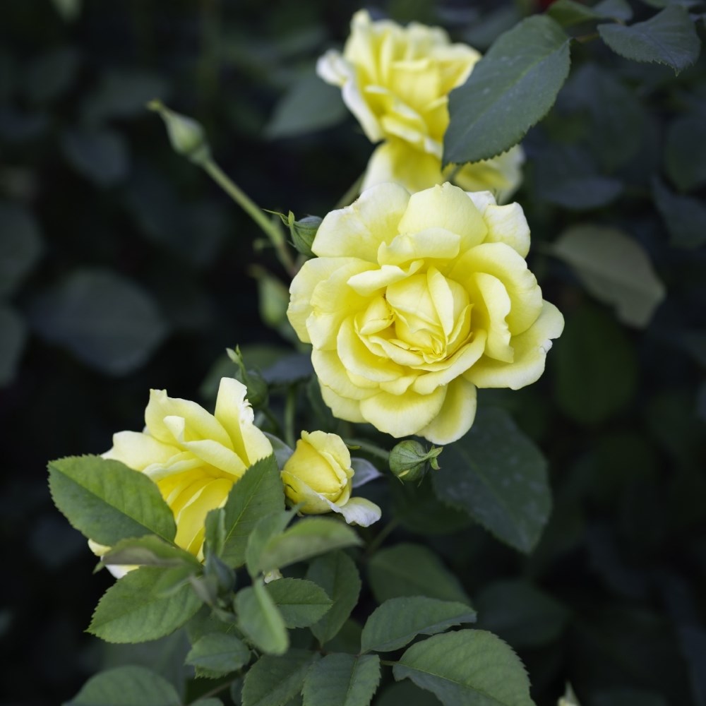 <i>Rosa</i> <b class=small-caps>Golden Gate</b> ('Korgolgat') | Hybrid Tea Climbing Rose