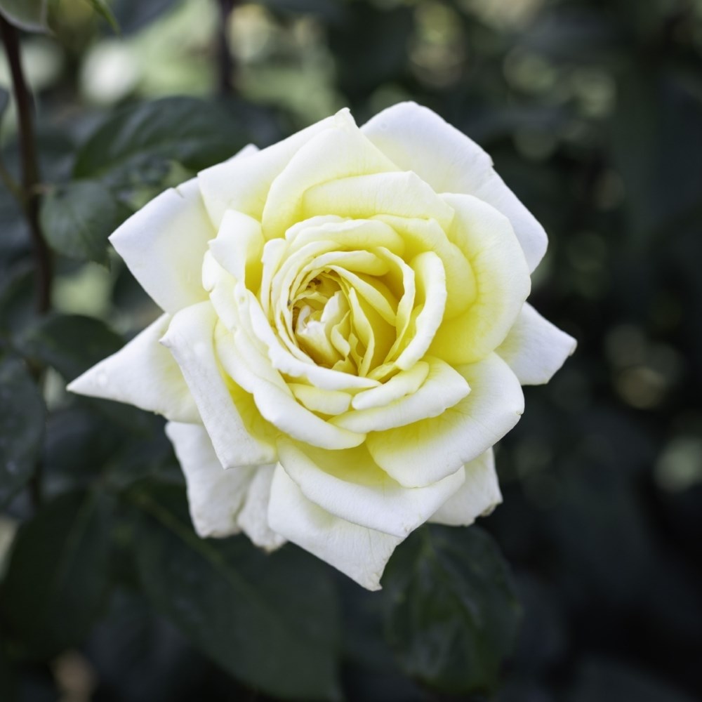 <i>Rosa</i> <b class=small-caps>Golden Parfum de Provence</b> ('Meifazedal') | Hybrid Tea Rose