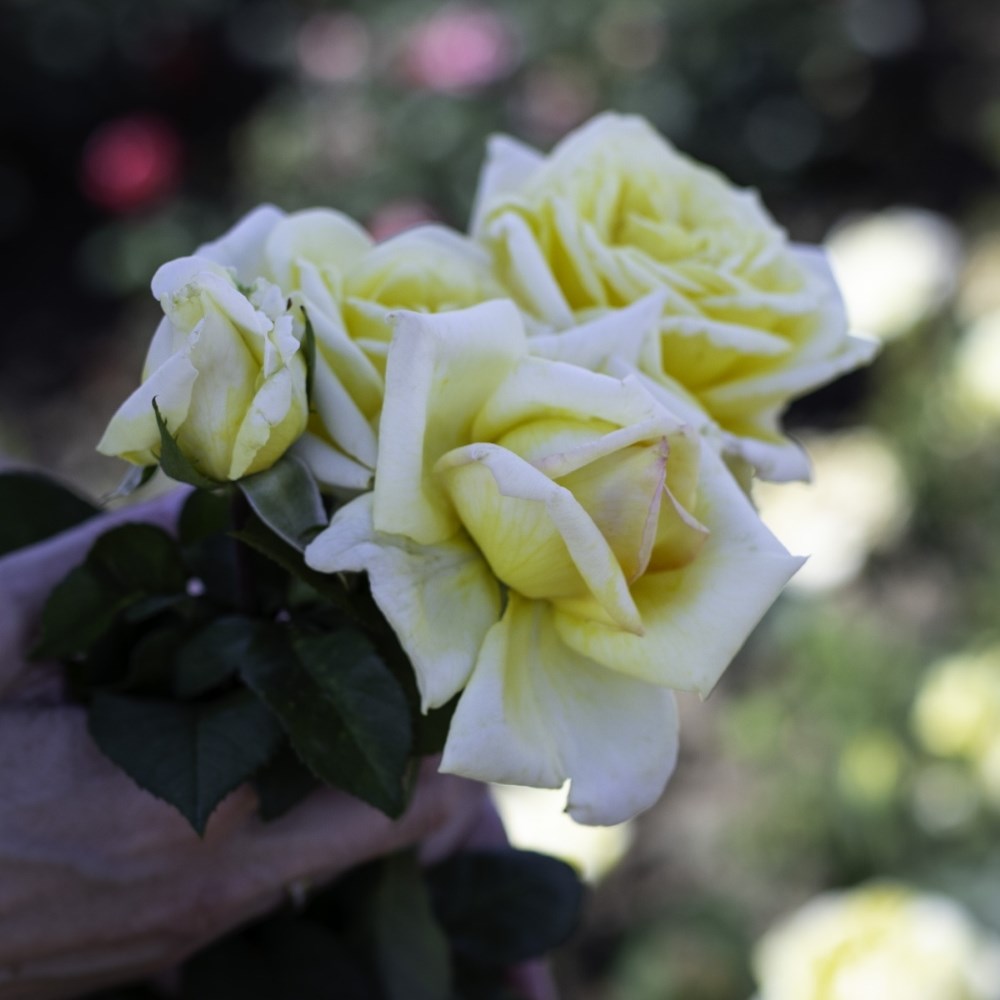 <i>Rosa</i> <b class=small-caps>Golden Parfum de Provence</b> ('Meifazedal') | Hybrid Tea Rose