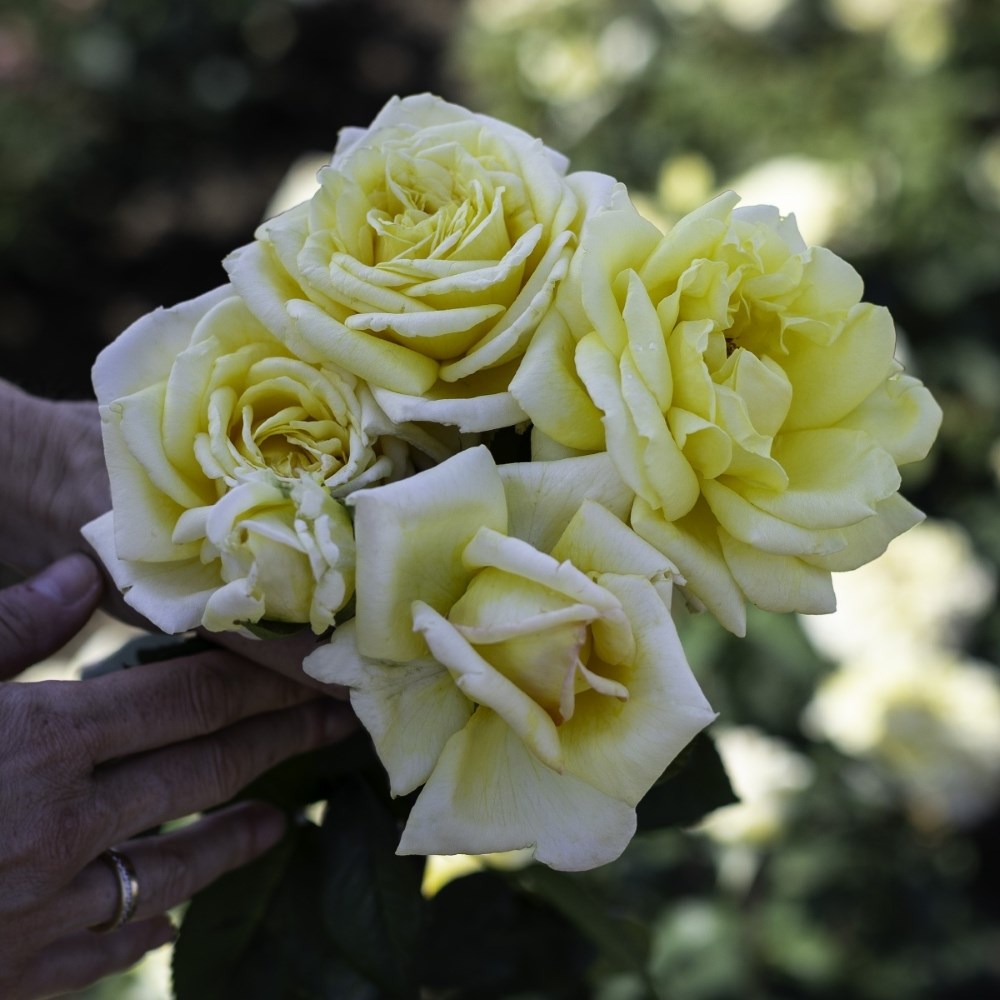 <i>Rosa</i> <b class=small-caps>Golden Parfum de Provence</b> ('Meifazedal') | Hybrid Tea Rose