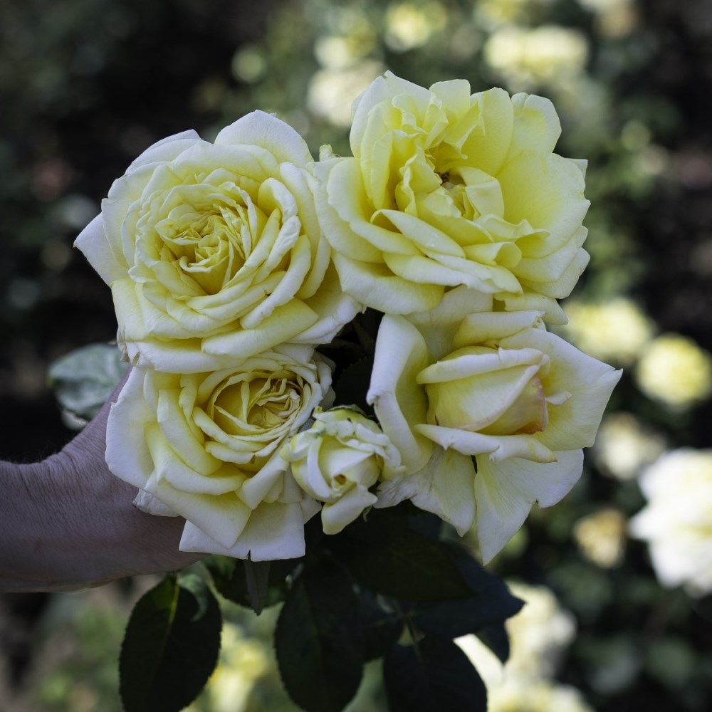 <i>Rosa</i> <b class=small-caps>Golden Parfum de Provence</b> ('Meifazedal') | Hybrid Tea Rose