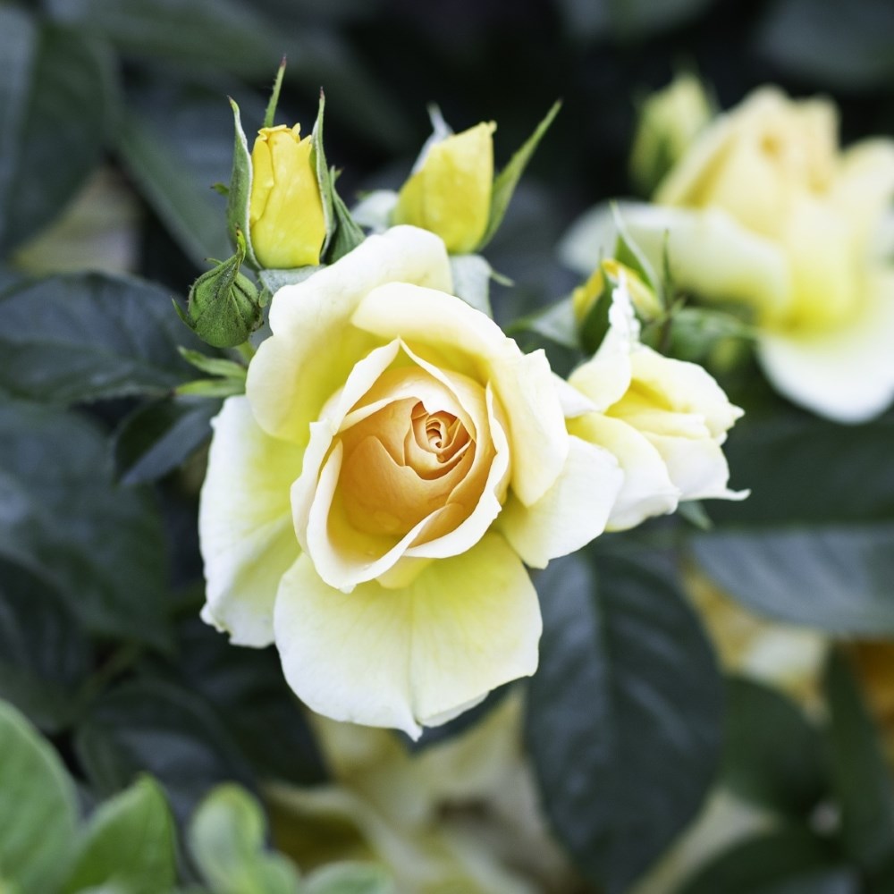 <i>Rosa</i> <b class=small-caps>Hansestadt Rostock</b> ('Tan04603') | Floribunda Rose
