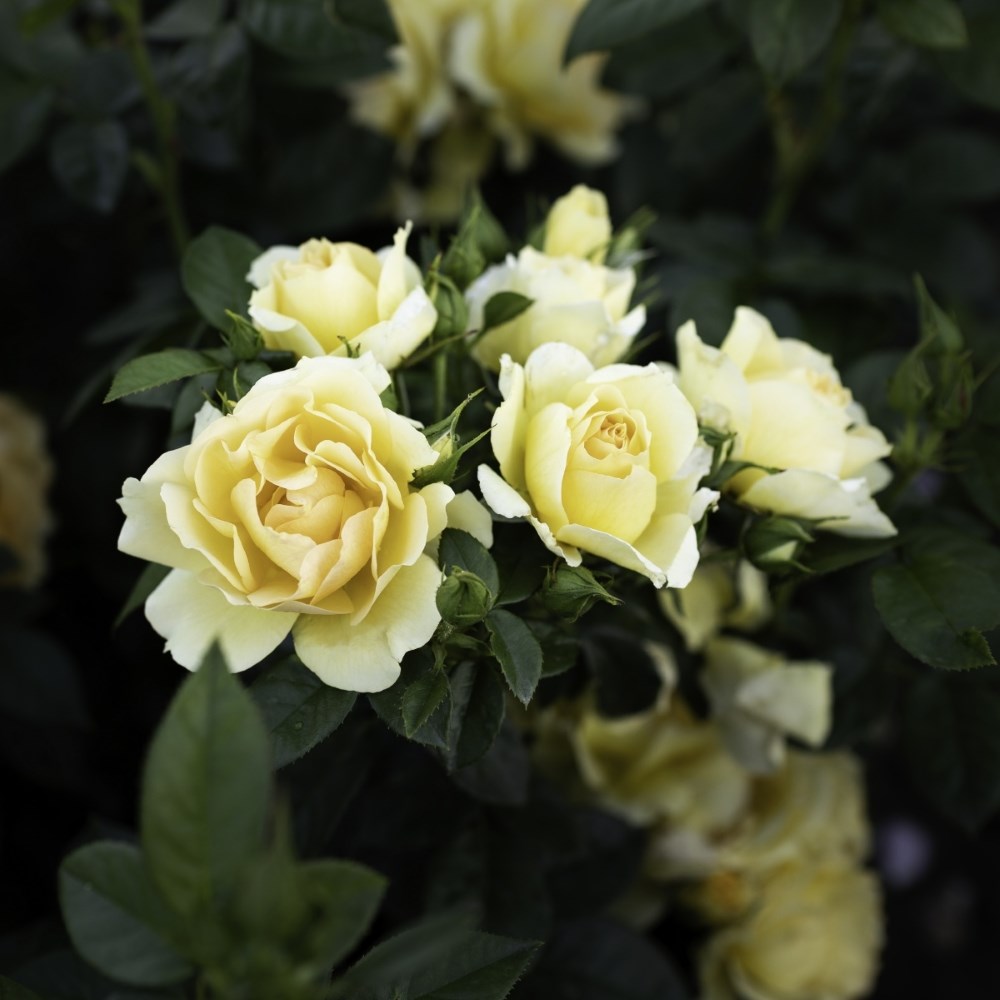 <i>Rosa</i> <b class=small-caps>Hansestadt Rostock</b> ('Tan04603') | Floribunda Rose