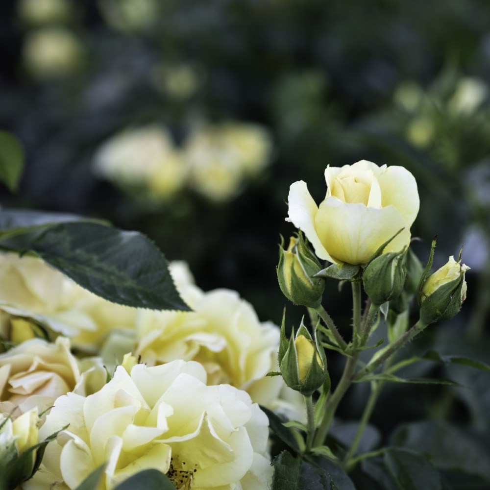 <i>Rosa</i> <b class=small-caps>Hansestadt Rostock</b> ('Tan04603') | Floribunda Rose
