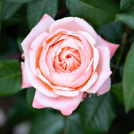 Rosa Jean de la Fontaine ('Meiffable') (HT)