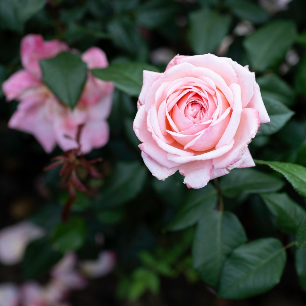 <i>Rosa</i> <b class=small-caps>Jean de la Fontaine</b> ('Meiffable') | Hybrid Tea Rose