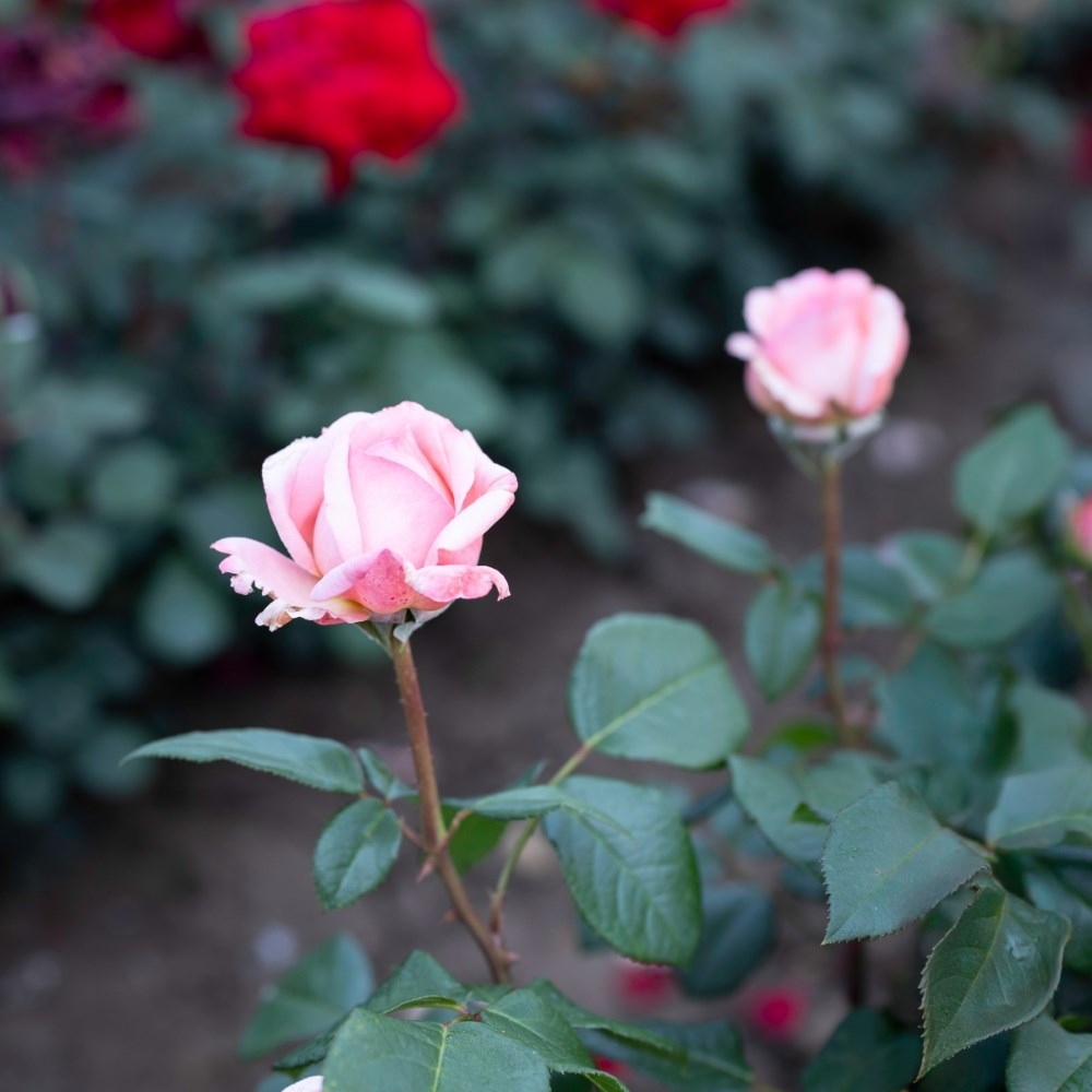 <i>Rosa</i> <b class=small-caps>Jean de la Fontaine</b> ('Meiffable') | Hybrid Tea Rose