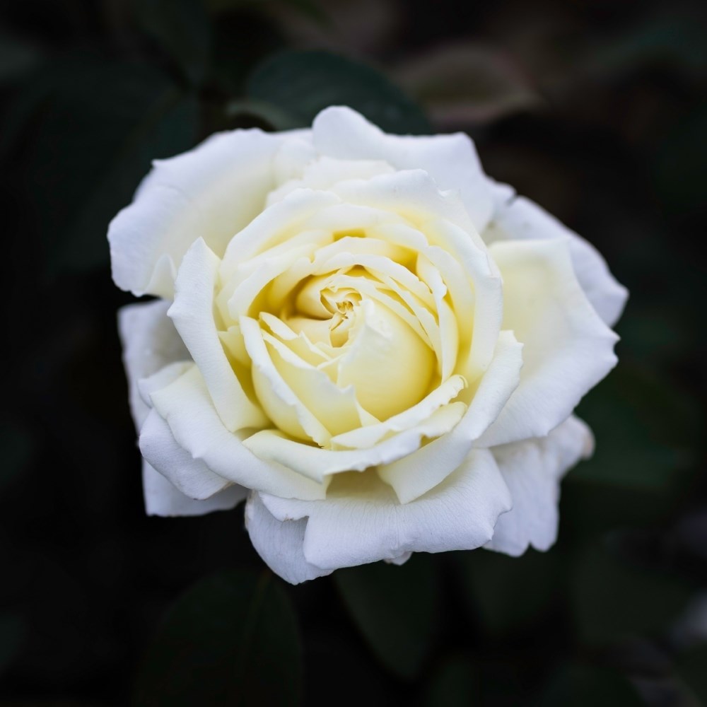 <i>Rosa</i> <b class=small-caps>The Diamond Wedding Rose</b> ('Meidiaphaz') | Hybrid Tea Rose