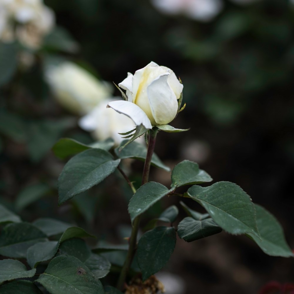 <i>Rosa</i> <b class=small-caps>The Diamond Wedding Rose</b> ('Meidiaphaz') | Hybrid Tea Rose