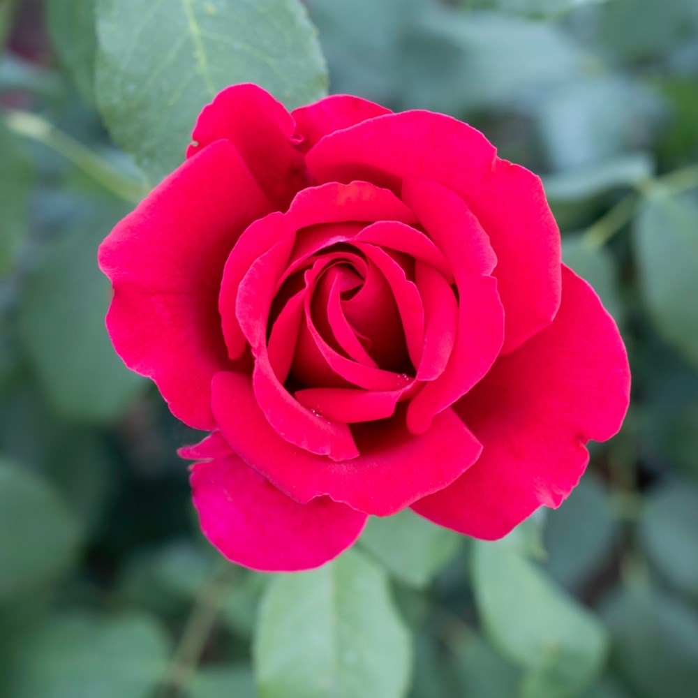 <i>Rosa</i> <b class=small-caps>Jubilé Papa Meilland</b> ('Meiceazar') | Hybrid Tea Rose