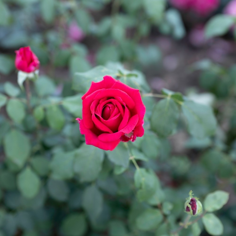 <i>Rosa</i> <b class=small-caps>Jubilé Papa Meilland</b> ('Meiceazar') | Hybrid Tea Rose