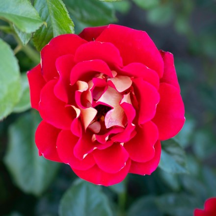Rosa Snazzee ('Wekzazette') (F)