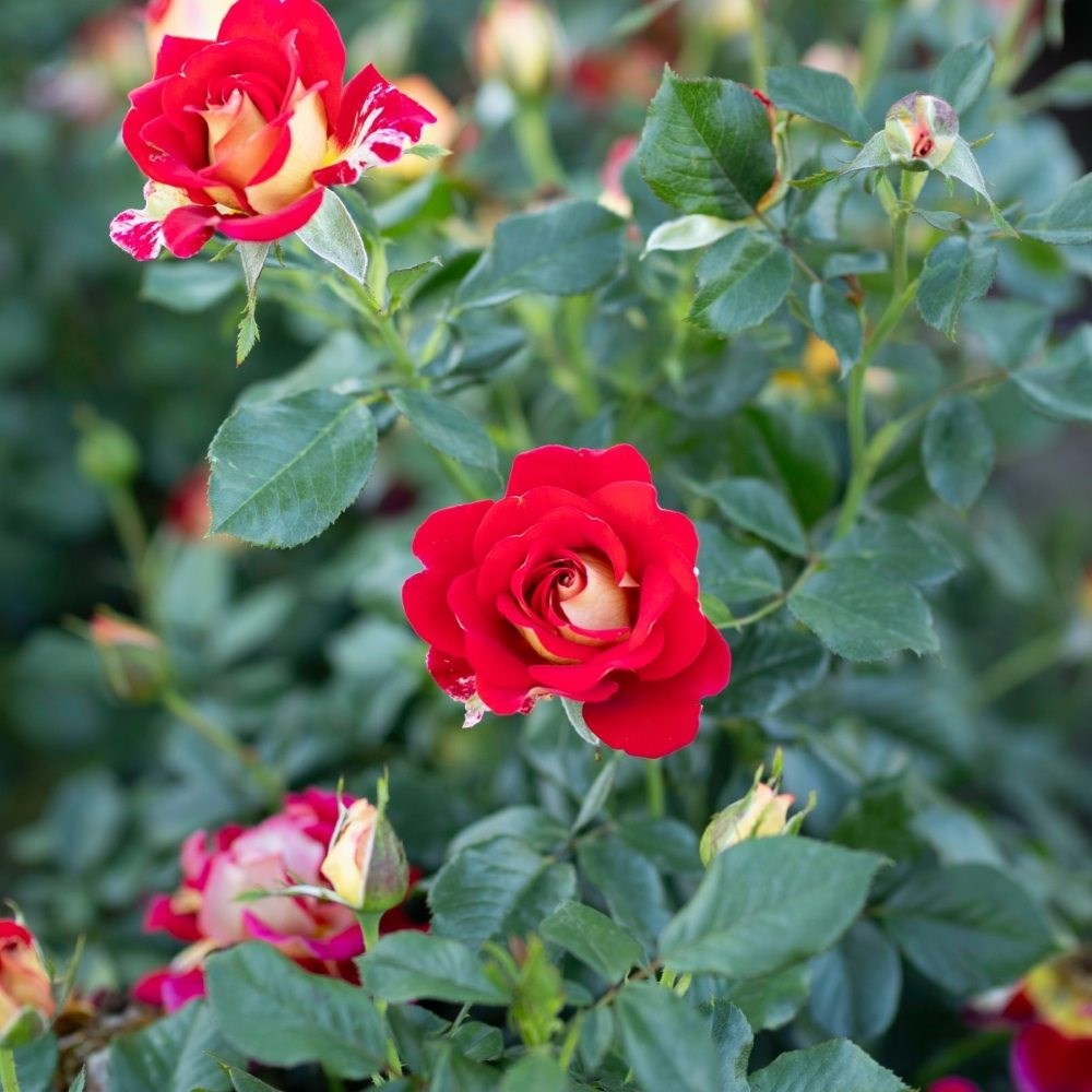<i>Rosa</i> <b class=small-caps>Snazzee</b> ('Wekzazette') | Hybrid Tea Rose