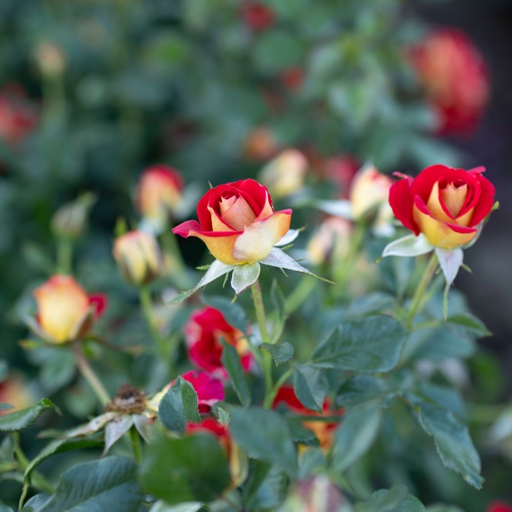 <i>Rosa</i> <b class=small-caps>Snazzee</b> ('Wekzazette') | Hybrid Tea Rose