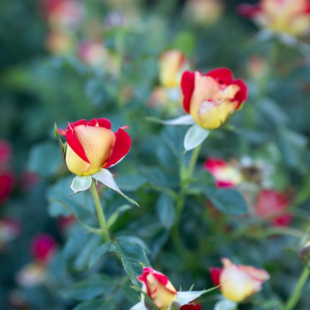 <i>Rosa</i> <b class=small-caps>Snazzee</b> ('Wekzazette') | Hybrid Tea Rose