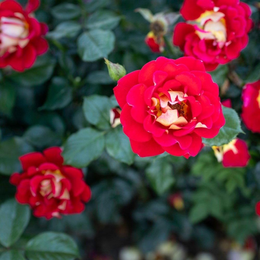 <i>Rosa</i> <b class=small-caps>Snazzee</b> ('Wekzazette') | Hybrid Tea Rose