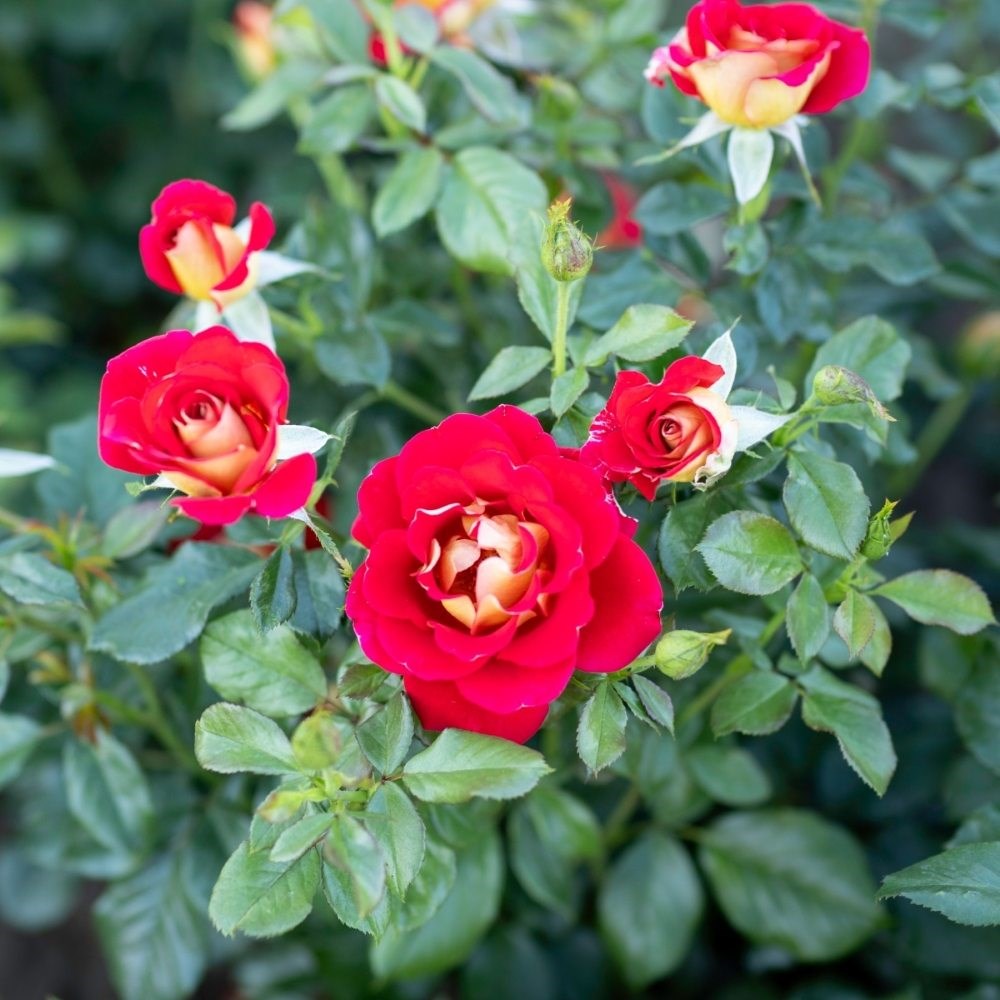 <i>Rosa</i> <b class=small-caps>Snazzee</b> ('Wekzazette') | Hybrid Tea Rose