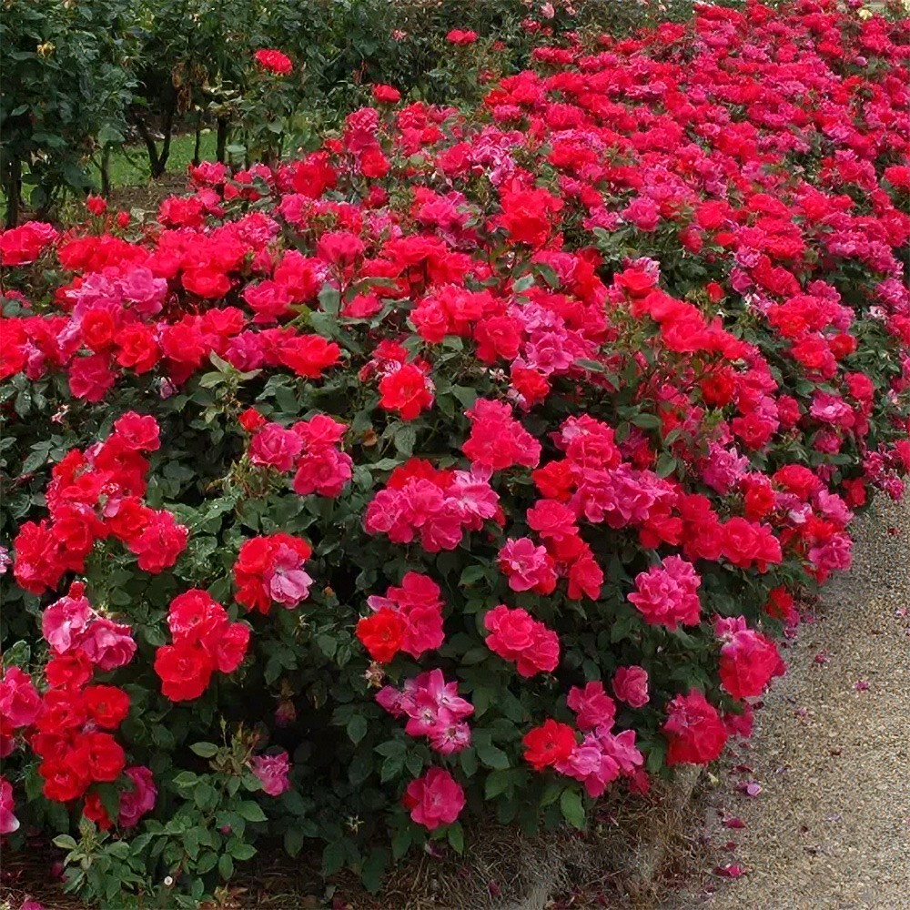<i>Rosa</i> <b class=small-caps>Knock Out</b> ('Radrazz') | Shrub Rose