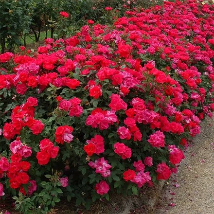 Rosa Knock Out ('Radrazz') (s)