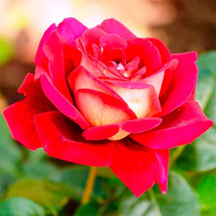 Rosa Kronenbourg ('Macbo') (HT)